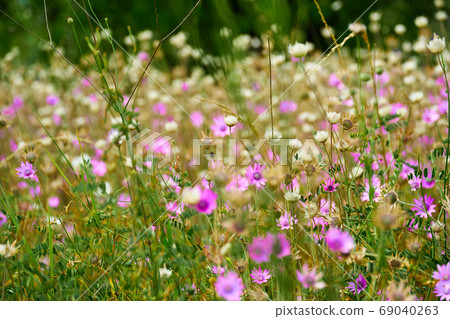 beautiful summer landscape with pink wild flowers 69040263