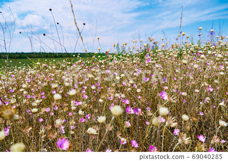 beautiful summer landscape with pink wild flowers 69040285