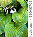 Vertical background of green leaves and white flowers plant 69040706