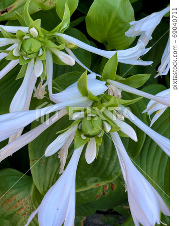 Vertical background of green leaves and white flowers plant Vertical background of green leaves and white flowers plant 69040711