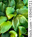 Vertical background of green leaves of the Host plant 69040721