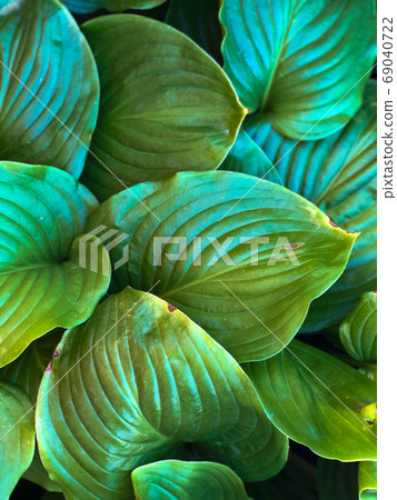 Vertical background of green leaves of the Host plant Vertical background of green leaves of the Host plant 69040722