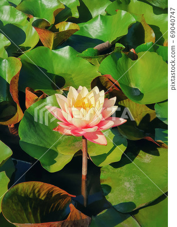 Close up of blooming coral pink color waterlily on the pond. Nat 69040747