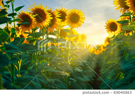 sunflower - bright field with yellow flowers, beautiful summer landscape in sunset sunflower - bright field with yellow flowers, beautiful summer landscape in sunset 69040863