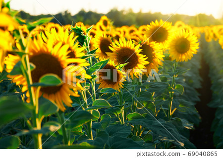 sunflower - bright field with yellow flowers, beautiful summer landscape in sunset sunflower - bright field with yellow flowers, beautiful summer landscape in sunset 69040865