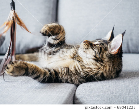 Beautiful 7 month Maine Coon lying on sofa 69041225