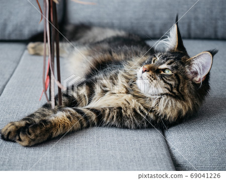 Beautiful 7 month Maine Coon lying on sofa 69041226