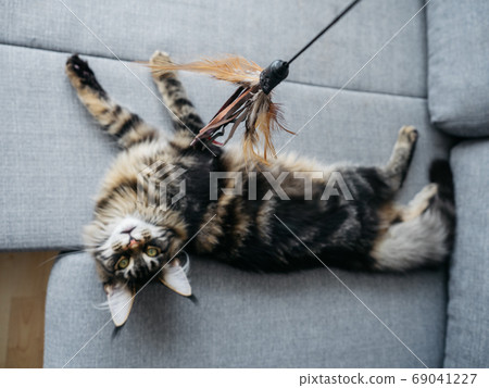 Beautiful 7 month Maine Coon lying on sofa 69041227