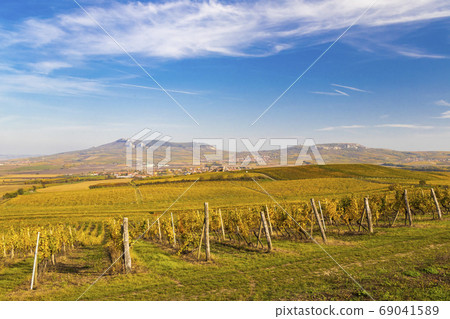 Vineyards near Dolni Dunajovice in Palava region, Vineyards near Dolni Dunajovice in Palava region, 69041589