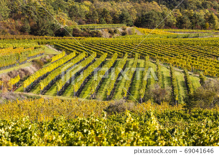 autumn vineyard near Langenlois, Lower Austria, autumn vineyard near Langenlois, Lower Austria, 69041646