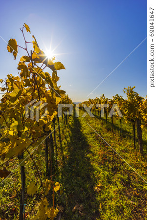 autumn vineyard near Langenlois, Lower Austria, autumn vineyard near Langenlois, Lower Austria, 69041647