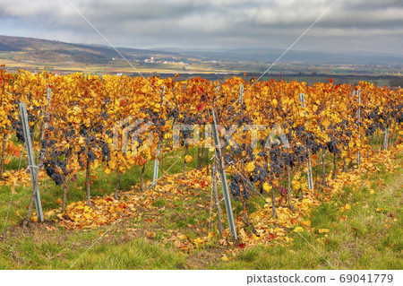 Blue grapes variety Zweigeltrebe, Lower Austria, Blue grapes variety Zweigeltrebe, Lower Austria, 69041779