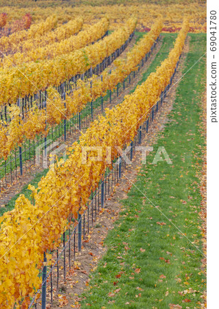 autumn vineyards near Retz, Lower Austria, Austria 69041780