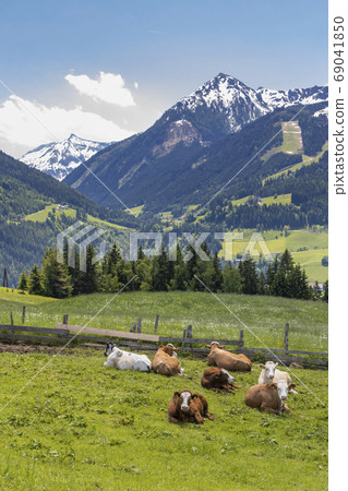 Herd of cows, Schladming Tauern, Austria Herd of cows, Schladming Tauern, Austria 69041850