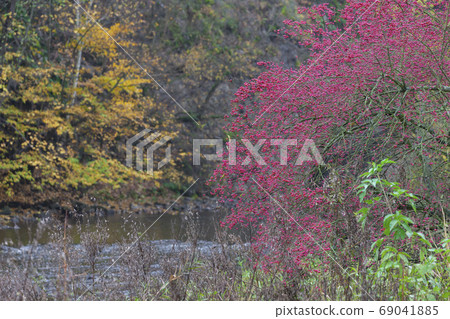 river valley Jihlava, Templstejn, Czech Republic 69041885