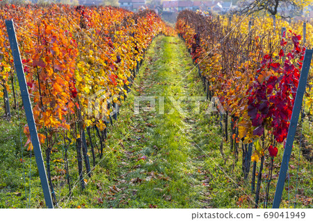 Autumn vineyards in Blatnice pod Svatym Autumn vineyards in Blatnice pod Svatym 69041949