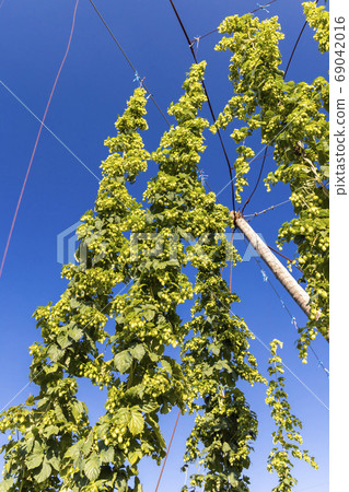 Hop field in Zatec region, Czech Republic 69042016
