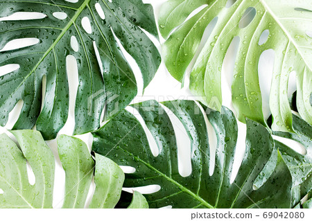 Texture tropical palm leaf Monstera with dew drops on white background. Flat lay, top view 69042080