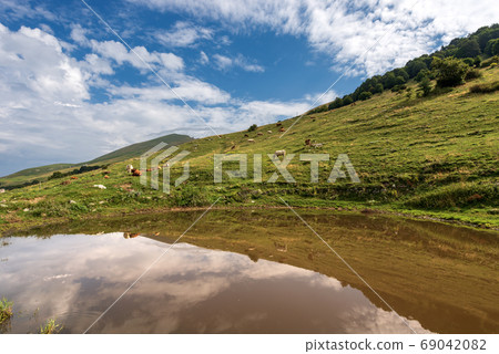 Monte Baldo - Pastures in Italian Alps with Cows and a small Pond Monte Baldo - Pastures in Italian Alps with Cows and a small Pond 69042082