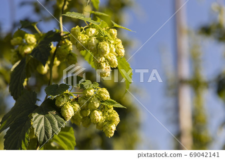 Hop field in Zatec region, Czech Republic Hop field in Zatec region, Czech Republic 69042141