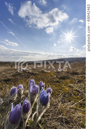 Pasque flower, National park Podyji, Southern Pasque flower, National park Podyji, Southern 69042463