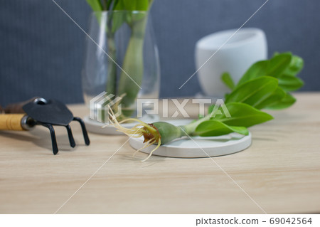 Propagate ZZ plant 69042564