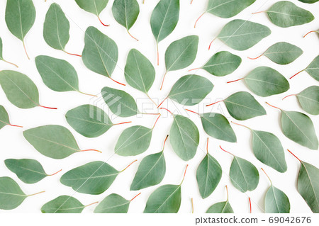Abstract pattern, texture with green leaves eucalyptus populus isolated on white background. Flat lay, top view 69042676