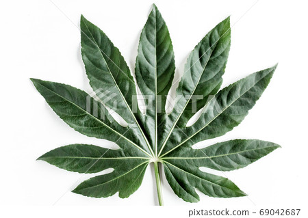 Tropical palm leaves Aralia isolated on white background. Tropical nature concept. 69042687