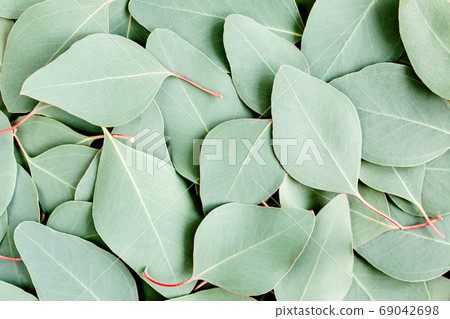 Background, Texture made of green eucalyptus leaves. Flat lay, top Background, Texture made of green eucalyptus leaves. Flat lay, top 69042698