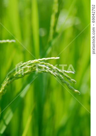 Fruit of Autumn (Rice Ino) 69042702