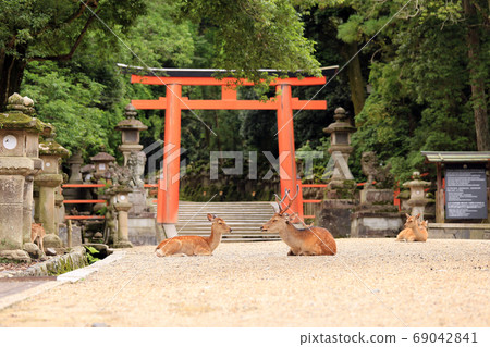 Deer in front of Nino Kasuga Taisha Shrine Nino Torii 69042841