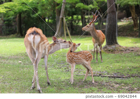 奈良公園的鹿一家 奈良公園的鹿一家 69042844