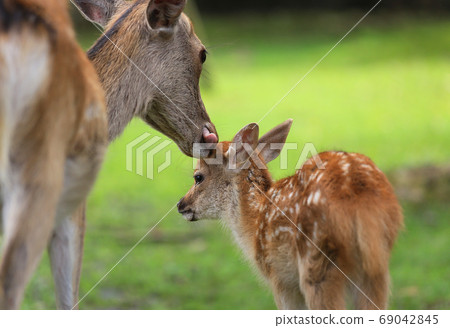 奈良公園的微笑鹿父母與子女 奈良公園的微笑鹿父母與子女 69042845