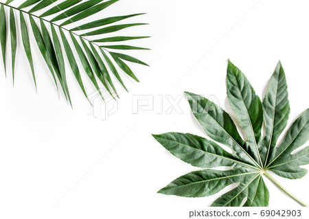 Tropical palm leaves Aralia isolated on white background. Tropical nature concept. Tropical palm leaves Aralia isolated on white background. Tropical nature concept. 69042903
