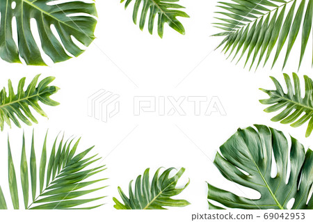 Frame with exotic tropical palm leaves monstera on white background. Flat lay, top view. Frame with exotic tropical palm leaves monstera on white background. Flat lay, top view. 69042953
