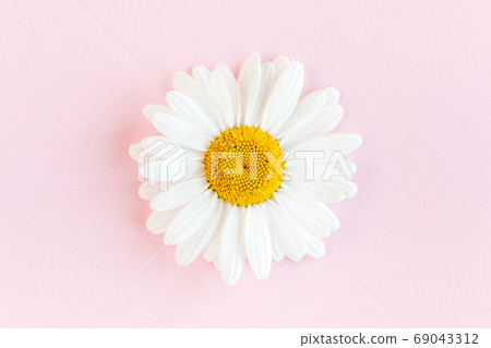 Chamomile flower beautiful and delicate on pink background 69043312