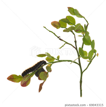 Fox moth, Macrothylacia rubi larva on blueberry sprigs isolated on white background 69043315