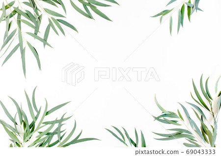 Frame made of green leaves eucalyptus populus isolated on white background with empty space for text. Flat lay, top view Frame made of green leaves eucalyptus populus isolated on white background with empty space for text. Flat lay, top view 69043333