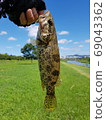 Sogari, freshwater fish 69043362