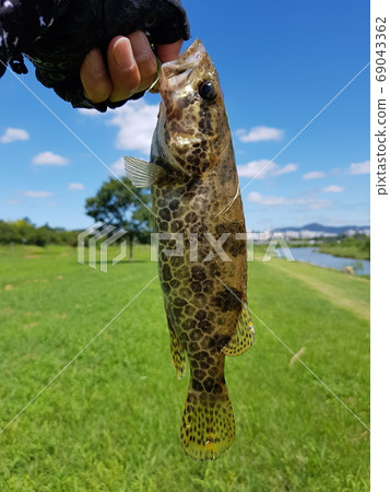 Sogari, freshwater fish Sogari, freshwater fish 69043362