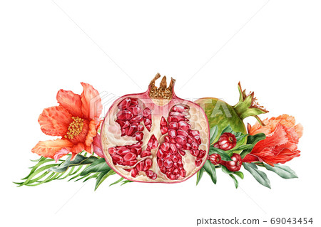 Pomegranate fruit and flower illustration. Pomegranate fruit and flower illustration. 69043454