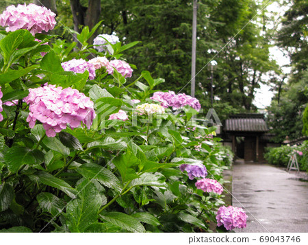 繡球花盛開在雨中 繡球花盛開在雨中 69043746