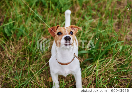 Dog on the grass in summer day. Jack russel terrier puppy portrait 69043956