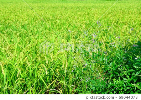 Rice field Rice field 69044078
