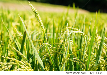 Rice field landscape in Hokkaido 69044349