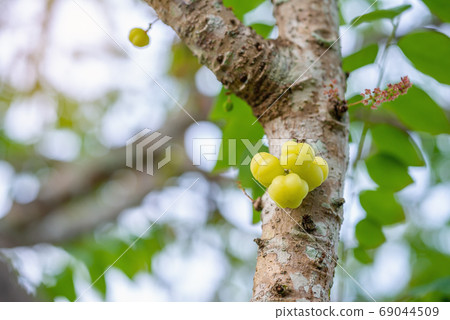 Star gooseberry, Phyllanthus (Phyllanthus acidus) 69044509
