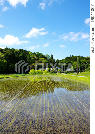 水稻種植後的稻田 69044807