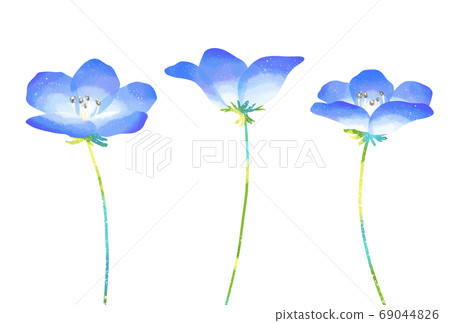 Illustration of Nemophila with a gentle touch Illustration of Nemophila with a gentle touch 69044826