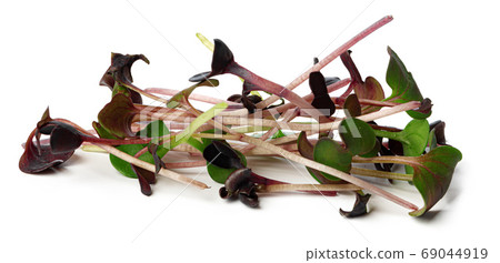 Bunch of micro green sprouts isolated on white background 69044919