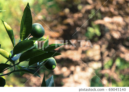 柑橘類水果 69045140